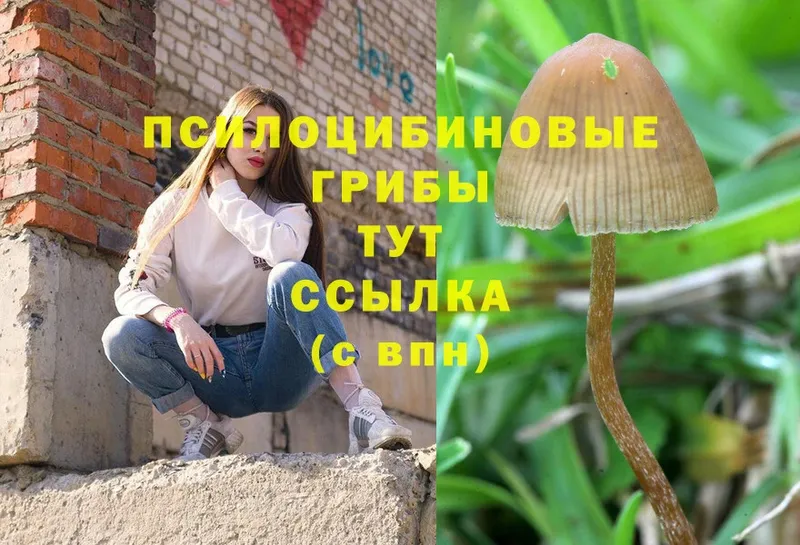 Галлюциногенные грибы MAGIC MUSHROOMS  Александровск-Сахалинский 